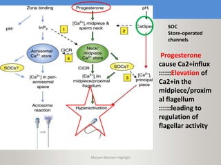 SOC
Store-operated
channels
Progesterone
cause Ca2+influx
::::::Elevation of
Ca2+in the
midpiece/proxim
al flagellum
::::::leading to
regulation of
flagellar activity
Maryam Borhani-Haghighi
 