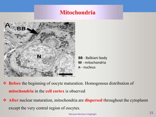 Maryam Borhani-Haghighi 15
Mitochondria
 Before the beginning of oocyte maturation. Homogenous distribution of
mitochondria in the cell cortex is observed
 After nuclear maturation, mitochondria are dispersed throughout the cytoplasm
except the very central region of oocytes.
BB - Balbiani body
M - mitochondria
n - nucleus
 
