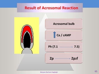 Maryam Borhani-Haghighi 65
Result of Acrosomal Reaction
Acrosomal bulb
Ca / cAMP
Ph (7.1 7.5)
Zp Zp2f
 