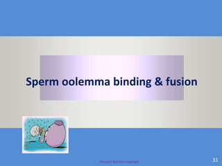 Maryam Borhani-Haghighi 31
Sperm oolemma binding & fusion
 