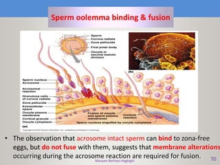 Maryam Borhani-Haghighi 70
Sperm oolemma binding & fusion
• The observation that acrosome intact sperm can bind to zona-free
eggs, but do not fuse with them, suggests that membrane alterations
occurring during the acrosome reaction are required for fusion.
 