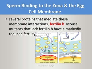 Sperm Binding to the Zona & the Egg
Cell Membrane
• several proteins that mediate these
membrane interactions, fertilin b. Mouse
mutants that lack fertilin b have a markedly
reduced fertility.
Maryam Borhani-Haghighi
 