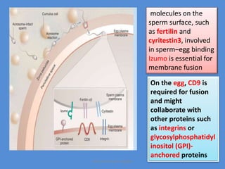 molecules on the
sperm surface, such
as fertilin and
cyritestin3, involved
in sperm–egg binding
Izumo is essential for
membrane fusion
On the egg, CD9 is
required for fusion
and might
collaborate with
other proteins such
as integrins or
glycosylphosphatidyl
inositol (GPI)-
anchored proteins
Maryam Borhani-Haghighi
 