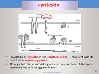 Maryam Borhani-Haghighi 70
• Localization of cyritestin in the equatorial region is consistent with its
participation in sperm–egg fusion.
• Although both the equatorial regions and posterior head of the sperm
membrane fuse with the egg membrane,
cyritestin
 