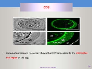 Maryam Borhani-Haghighi 70
• immunofluorescence microcopy shows that CD9 is localized to the microvillar-
rich region of the egg
CD9
 