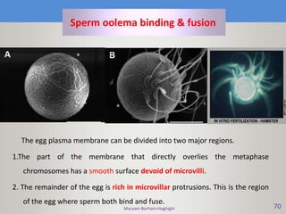 Maryam Borhani-Haghighi 70
Sperm oolema binding & fusion
The egg plasma membrane can be divided into two major regions.
1.The part of the membrane that directly overlies the metaphase
chromosomes has a smooth surface devoid of microvilli.
2. The remainder of the egg is rich in microvillar protrusions. This is the region
of the egg where sperm both bind and fuse.
 