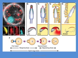 Maryam Borhani-Haghighi
 