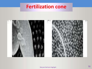 Maryam Borhani-Haghighi 70
Fertilization cone
 