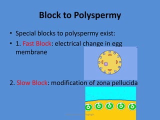 Block to Polyspermy
• Special blocks to polyspermy exist:
• 1. Fast Block: electrical change in egg
membrane
2. Slow Block: modification of zona pellucida
Maryam Borhani-Haghighi
 