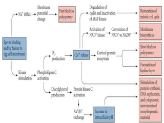 Maryam Borhani-Haghighi 70
 