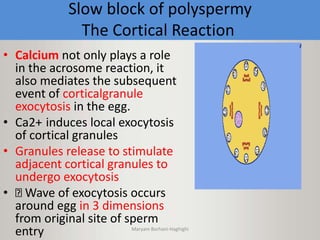Slow block of polyspermy
The Cortical Reaction
• Calcium not only plays a role
in the acrosome reaction, it
also mediates the subsequent
event of corticalgranule
exocytosis in the egg.
• Ca2+ induces local exocytosis
of cortical granules
• Granules release to stimulate
adjacent cortical granules to
undergo exocytosis
• Wave of exocytosis occurs
around egg in 3 dimensions
from original site of sperm
entry Maryam Borhani-Haghighi
 