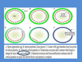 Maryam Borhani-Haghighi
 