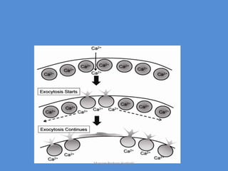 Maryam Borhani-Haghighi
 