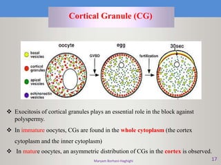 Maryam Borhani-Haghighi 17
Cortical Granule (CG)
 Exocitosis of cortical granules plays an essential role in the block against
polyspermy.
 In immature oocytes, CGs are found in the whole cytoplasm (the cortex
cytoplasm and the inner cytoplasm)
 In mature oocytes, an asymmetric distribution of CGs in the cortex is observed.
 