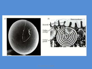 Maryam Borhani-Haghighi
 
