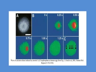 Maryam Borhani-Haghighi
 
