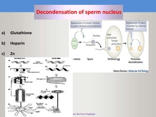 Maryam Borhani-Haghighi
a) Glutathione
b) Heparin
c) Zn
Decondensation of sperm nucleus
 