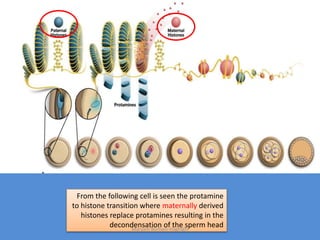 From the following cell is seen the protamine
to histone transition where maternally derived
histones replace protamines resulting in the
decondensation of the sperm headMaryam Borhani-Haghighi
 