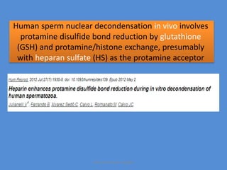 Human sperm nuclear decondensation in vivo involves
protamine disulfide bond reduction by glutathione
(GSH) and protamine/histone exchange, presumably
with heparan sulfate (HS) as the protamine acceptor
Maryam Borhani-Haghighi
 