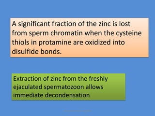 A significant fraction of the zinc is lost
from sperm chromatin when the cysteine
thiols in protamine are oxidized into
disulfide bonds.
Extraction of zinc from the freshly
ejaculated spermatozoon allows
immediate decondensation
Maryam Borhani-Haghighi
 