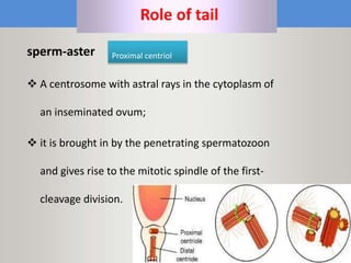 Maryam Borhani-Haghighi 70
Role of tail
sperm-aster
 A centrosome with astral rays in the cytoplasm of
an inseminated ovum;
 it is brought in by the penetrating spermatozoon
and gives rise to the mitotic spindle of the first-
cleavage division.
Proximal centriol
 