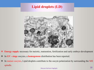 Maryam Borhani-Haghighi 18
Lipid droplets (LD)
 Energy supply necessary for meiotic, maturation, fertilization and early embryo development
 In GV - stage oocytes, a homogenous distribution has been reported.
 In mature oocytes, Lipid droplets contribute to the oocyte polarization by surrounding the MII
spindle.
 