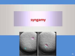 Maryam Borhani-Haghighi 31
syngamy
 