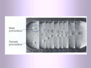 Maryam Borhani-Haghighi 31
Singamy
 