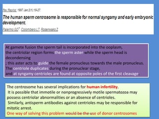 At gamete fusion the sperm tail is incorporated into the ooplasm,
the centriolar region forms the sperm aster while the sperm head is
decondensing
; this aster acts to guide the female pronucleus towards the male pronucleus.
The centriole duplicates during the pronuclear stage,
and at syngamy centrioles are found at opposite poles of the first cleavage.
The centrosome has several implications for human infertility.
It is possible that immotile or nonprogressively motile spermatozoa may
possess centriolar abnormalities or an absence of centrioles.
Similarly, antisperm antibodies against centrioles may be responsible for
mitotic arrest.
One way of solving this problem would be the use of donor centrosomesMaryam Borhani-Haghighi
 