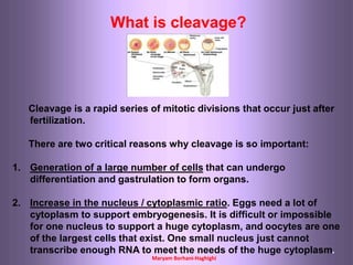 Maryam Borhani-Haghighi
What is cleavage?
Cleavage is a rapid series of mitotic divisions that occur just after
fertilization.
There are two critical reasons why cleavage is so important:
1. Generation of a large number of cells that can undergo
differentiation and gastrulation to form organs.
2. Increase in the nucleus / cytoplasmic ratio. Eggs need a lot of
cytoplasm to support embryogenesis. It is difficult or impossible
for one nucleus to support a huge cytoplasm, and oocytes are one
of the largest cells that exist. One small nucleus just cannot
transcribe enough RNA to meet the needs of the huge cytoplasm.
 