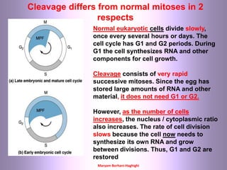 Maryam Borhani-Haghighi
Cleavage differs from normal mitoses in 2
respects
Normal eukaryotic cells divide slowly,
once every several hours or days. The
cell cycle has G1 and G2 periods. During
G1 the cell synthesizes RNA and other
components for cell growth.
Cleavage consists of very rapid
successive mitoses. Since the egg has
stored large amounts of RNA and other
material, it does not need G1 or G2.
However, as the number of cells
increases, the nucleus / cytoplasmic ratio
also increases. The rate of cell division
slows because the cell now needs to
synthesize its own RNA and grow
between divisions. Thus, G1 and G2 are
restored
 