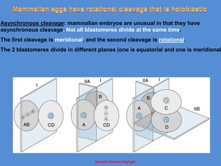 Maryam Borhani-Haghighi
Asynchronous cleavage: mammalian embryos are unusual in that they have
asynchronous cleavage. Not all blastomeres divide at the same time.
The first cleavage is meridional, and the second cleavage is rotational.
The 2 blastomeres divide in different planes (one is equatorial and one is meridional
 