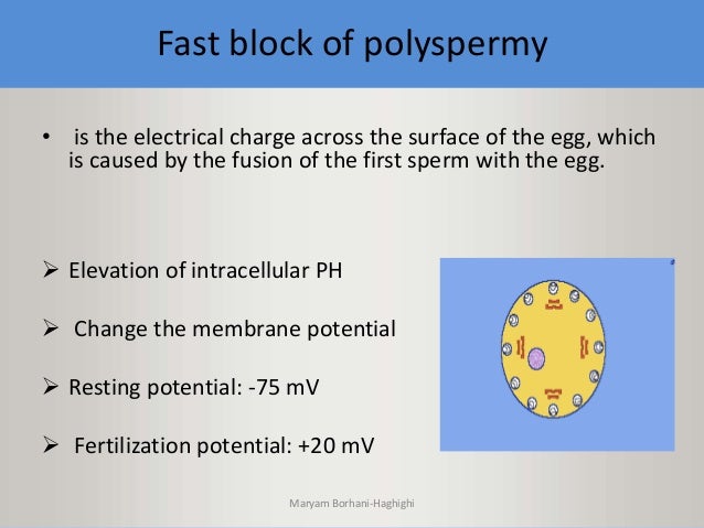 Human fertilization