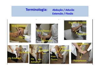 Terminologia: Abdução / Aducão
Extensão / Flexão
 