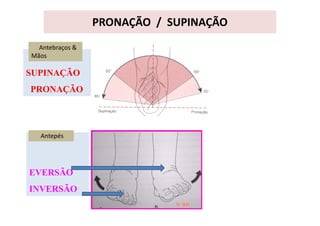 EVERSÃO
INVERSÃO
PRONAÇÃO / SUPINAÇÃO
SUPINAÇÃO
PRONAÇÃO
Antebraços &
Mãos
Antepés
 