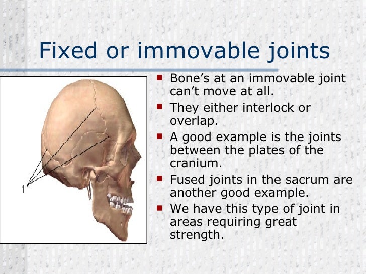 L9. The Skeleton Student Version
