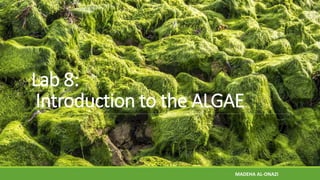 Lab 8:
Introduction to the ALGAE
MADEHA AL-ONAZI
 