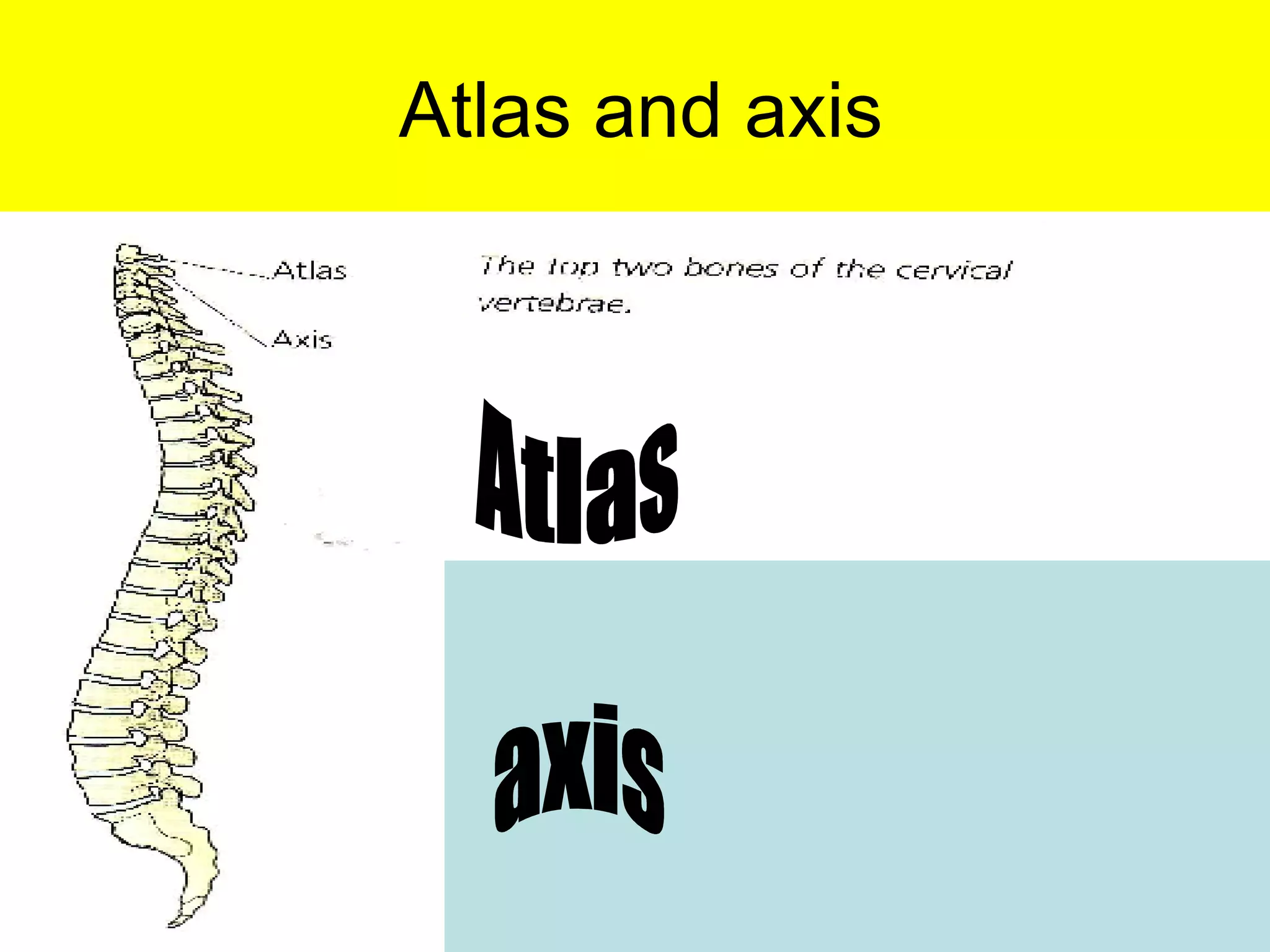 L9a The Vertebral Column | PPT