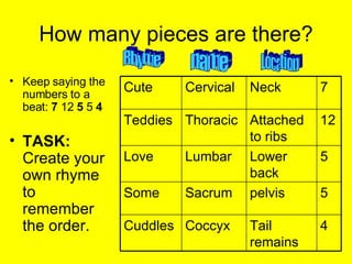 How many pieces are there? Keep saying the numbers to a beat: 7 12 5 5 4 TASK: Create your own rhyme to remember the order. Rhyme name Location 4 Tail remains Coccyx Cuddles 5 pelvis Sacrum Some 5 Lower back Lumbar Love 12 Attached to ribs Thoracic Teddies 7 Neck Cervical Cute