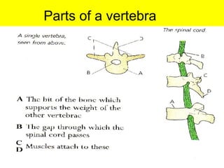 Parts of a vertebra