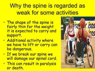 Why the spine is regarded as weak for some activities The shape of the spine is fairly thin for the weight it is expected to carry and support. Additional activity where we have to lift or carry can be dangerous. If we break our spine we will damage our spinal cord. This can result in paralysis or death.