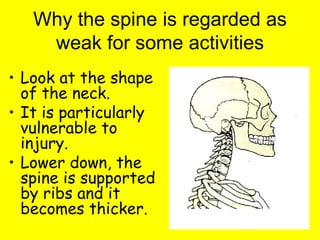 Why the spine is regarded as weak for some activities Look at the shape of the neck. It is particularly vulnerable to injury. Lower down, the spine is supported by ribs and it becomes thicker.