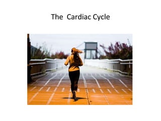 The  Cardiac Cycle 