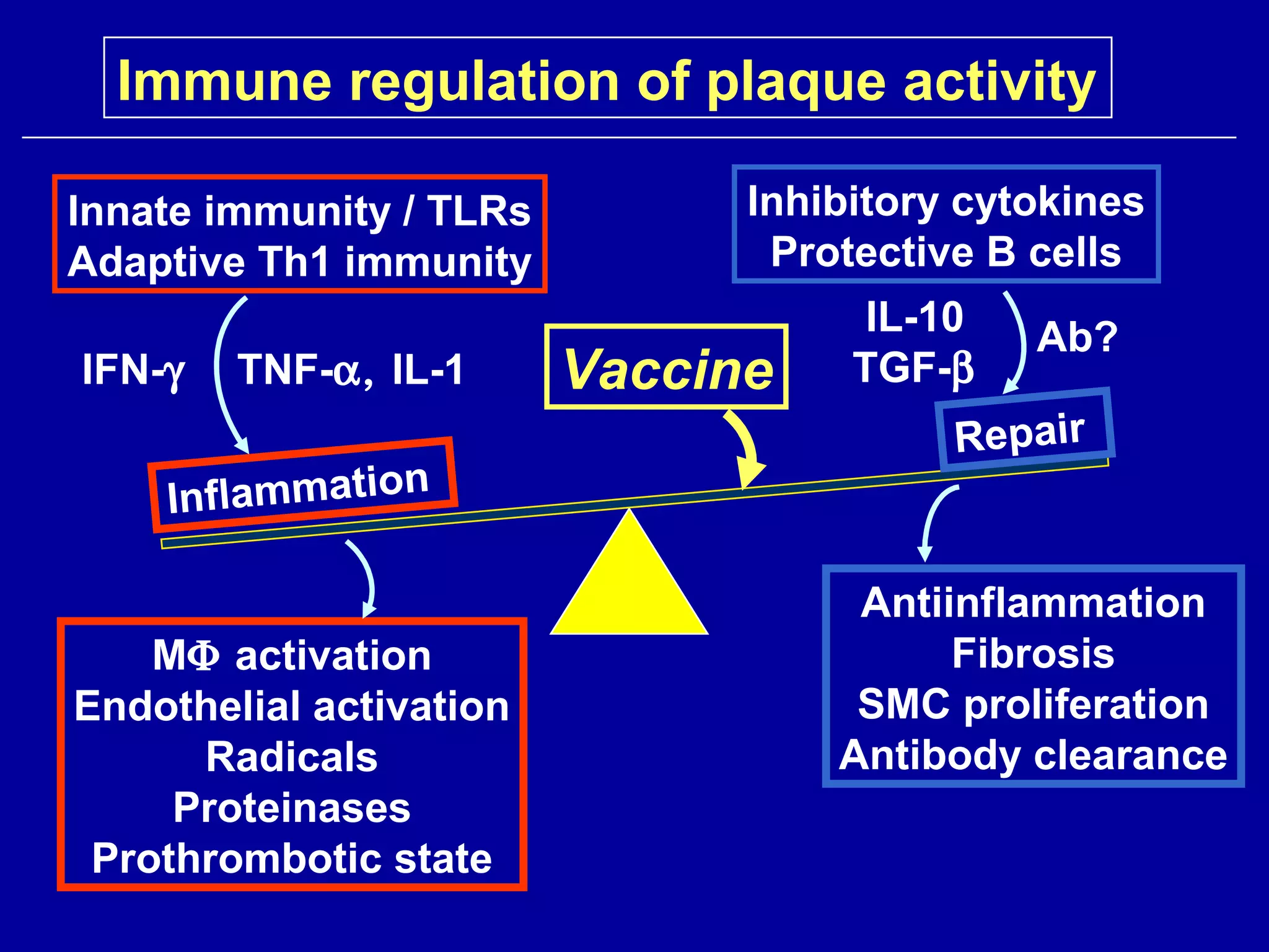 Inflammation
Repair
Innate immunity / TLRs
Adaptive Th1 immunity
IFN-γ TNF-α, IL-1
Inhibitory cytokines
Protective B cells
IL-10
TGF-β
Ab?
MΦ activation
Endothelial activation
Radicals
Proteinases
Prothrombotic state
Antiinflammation
Fibrosis
SMC proliferation
Antibody clearance
Immune regulation of plaque activity
Vaccine
 