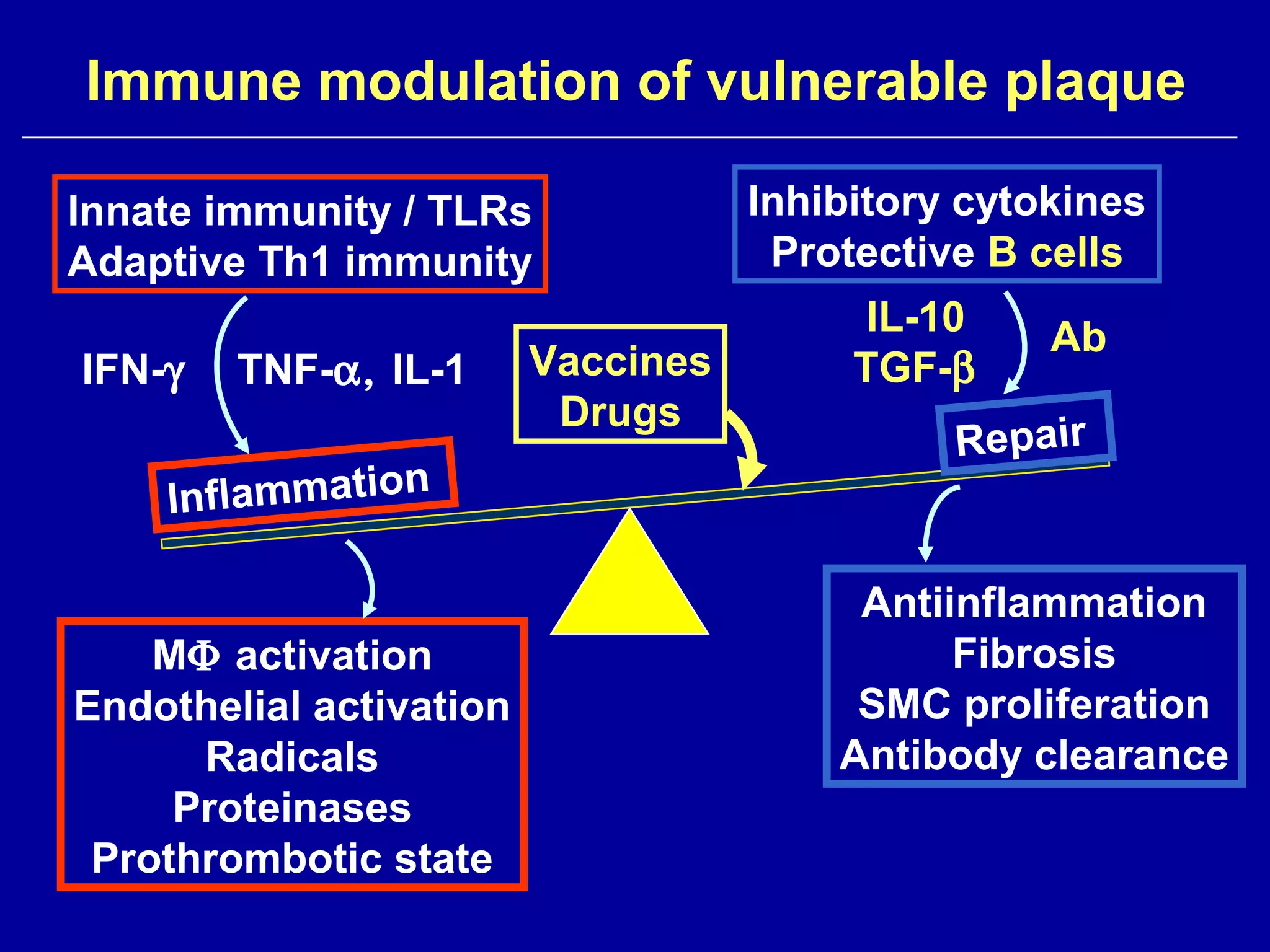 Inflammation
Repair
Innate immunity / TLRs
Adaptive Th1 immunity
IFN-γ TNF-α, IL-1
Inhibitory cytokines
Protective B cells
IL-10
TGF-β
Ab
MΦ activation
Endothelial activation
Radicals
Proteinases
Prothrombotic state
Antiinflammation
Fibrosis
SMC proliferation
Antibody clearance
Immune modulation of vulnerable plaque
Vaccines
Drugs
 