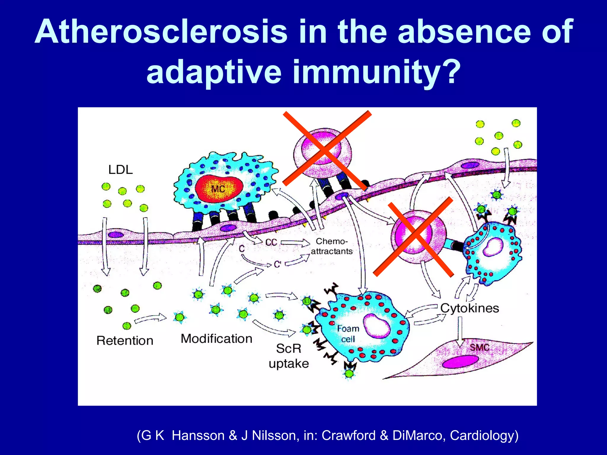 Atherosclerosis in the absence of
adaptive immunity?
(G K Hansson & J Nilsson, in: Crawford & DiMarco, Cardiology)
 
