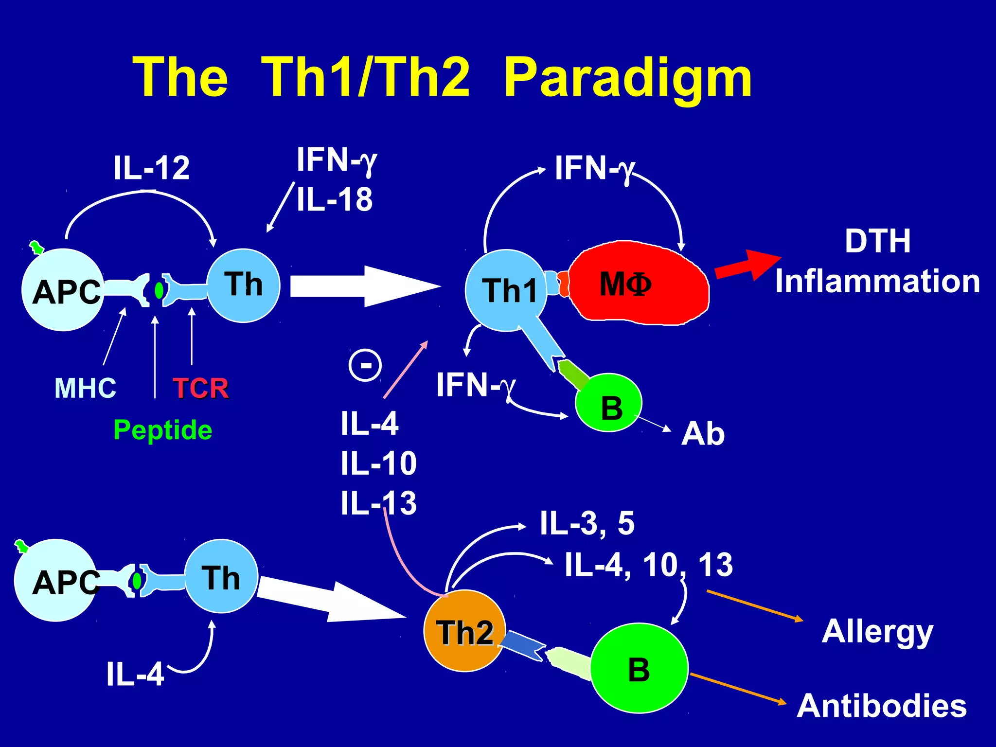 The Th1/Th2 Paradigm
Th
IL-12
MHC
Peptide
TCRTCR
IFN-γ
IL-18
Th1
IFN-γ
MΦ
IFN-γ
B
Ab
DTH
InflammationAPC
APC Th
IL-4
Th2Th2
B
IL-3, 5
IL-4
IL-10
IL-13
-
IL-4, 10, 13
Antibodies
Allergy
 