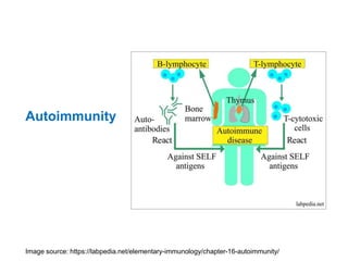 Tolerance, autoimmunity and autoimmune diseases.pptx