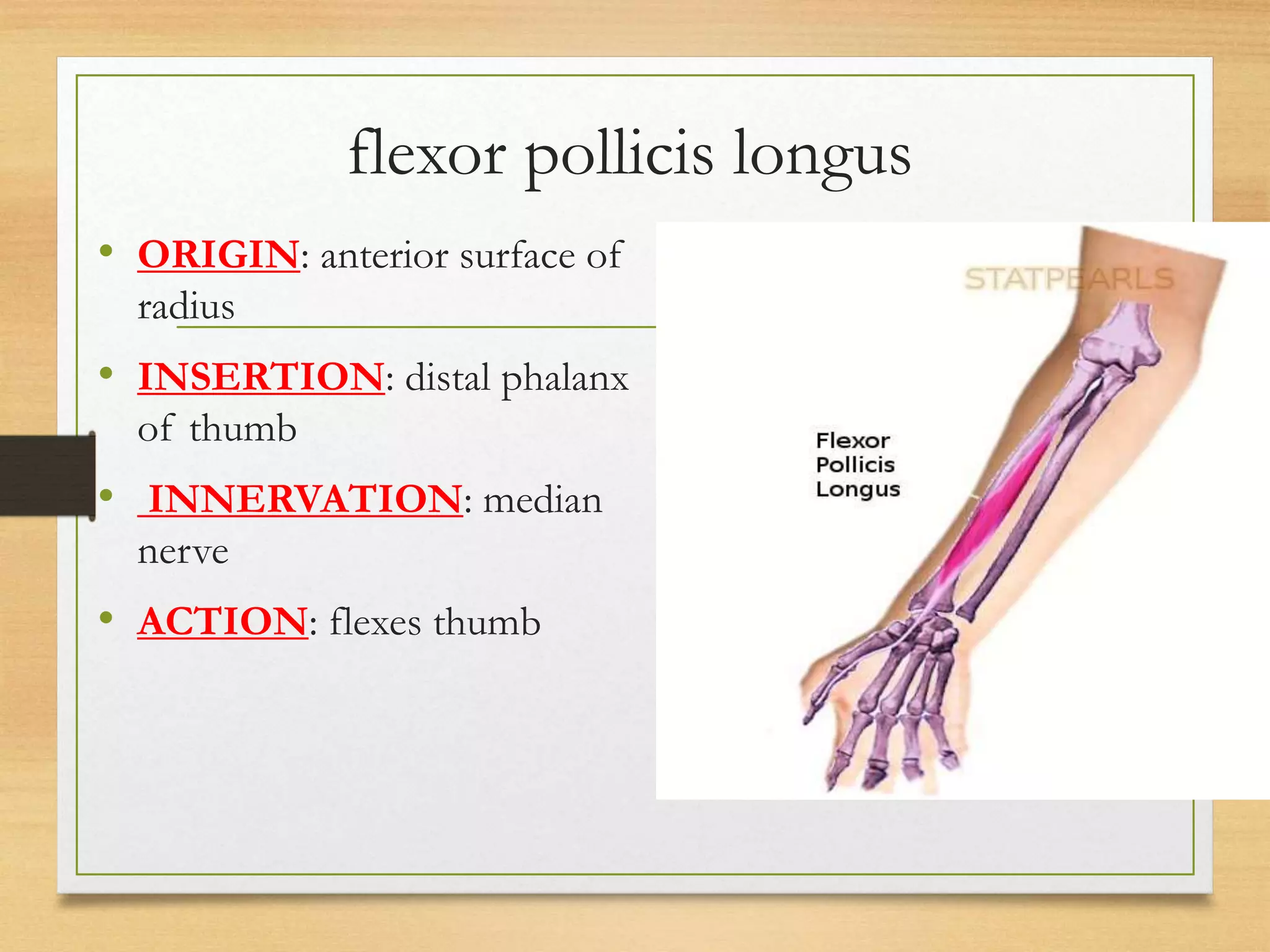 L9 muscles of upper limb [Autosaved].pptx