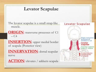 L9 muscles of upper limb [Autosaved].pptx